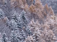 Ausschnitt vom frisch verschneiten Bergwald bei Aschau